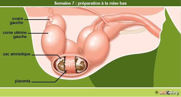 Gestation de la chienne par semaine