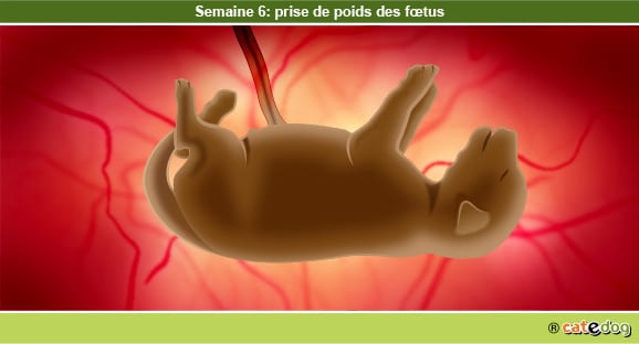 Gestation de la chienne par semaine